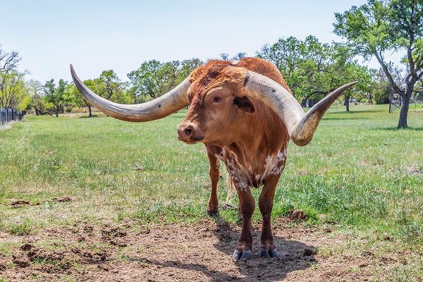Wilson, Emily M. 아티스트의 Marble Falls-Texas-USA-Longhorn cattle in the Texas Hill Country작품입니다.